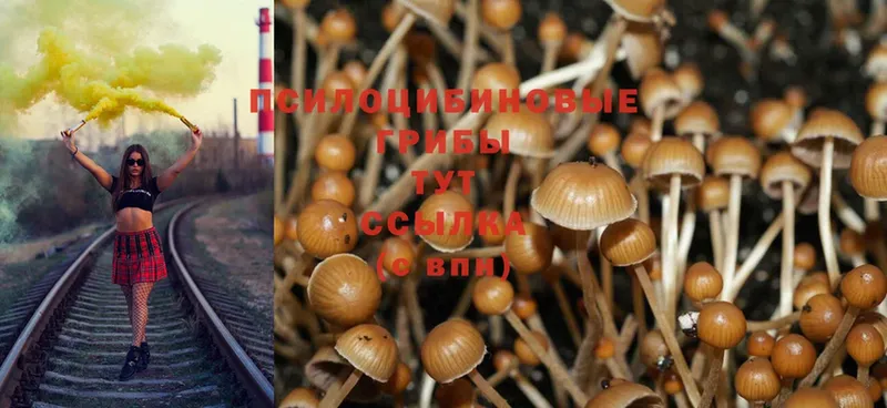 Галлюциногенные грибы Cubensis  наркошоп  Заинск 